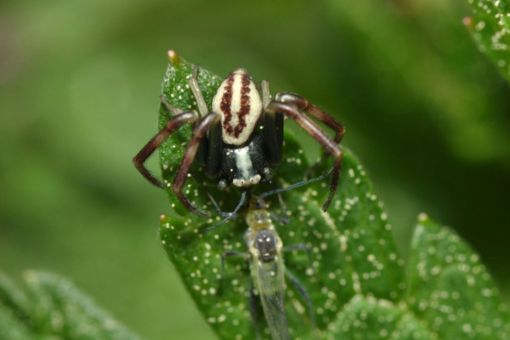 Spider_with_prey_(14232910553).jpg