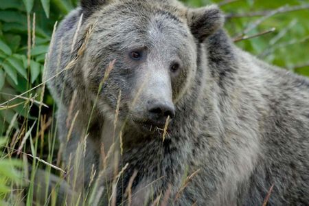 Grizzly Bear in Yellowstone National Park