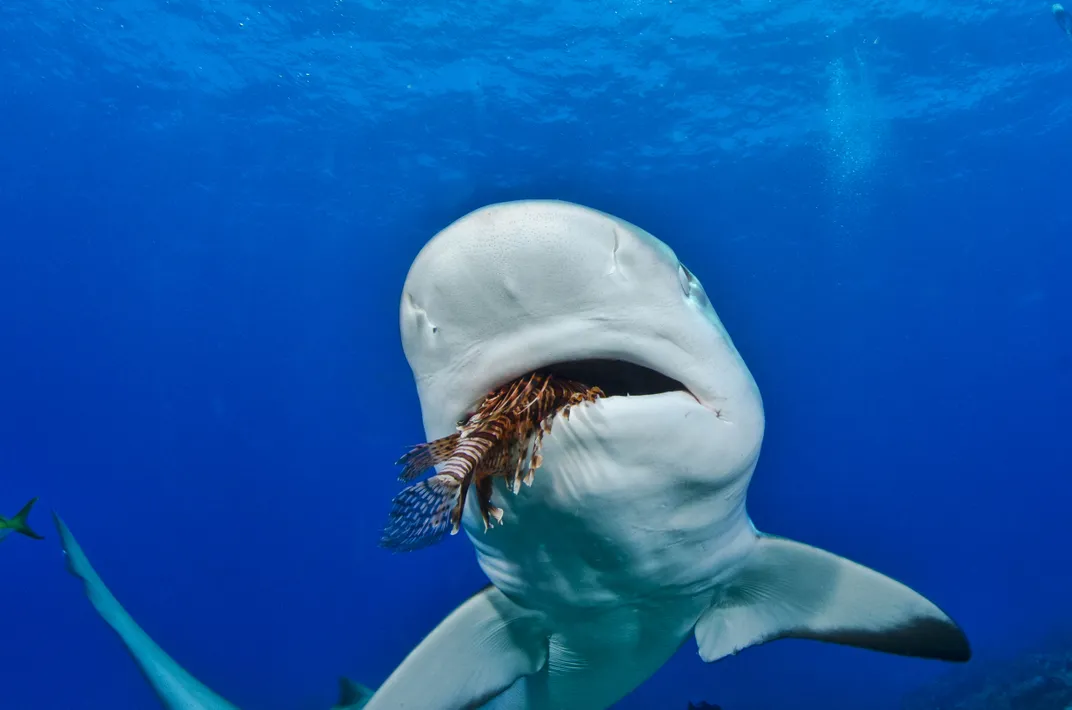 a shark in blue water eats a lionfish