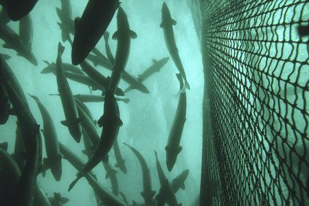Salmon in a fish farm in Norway
