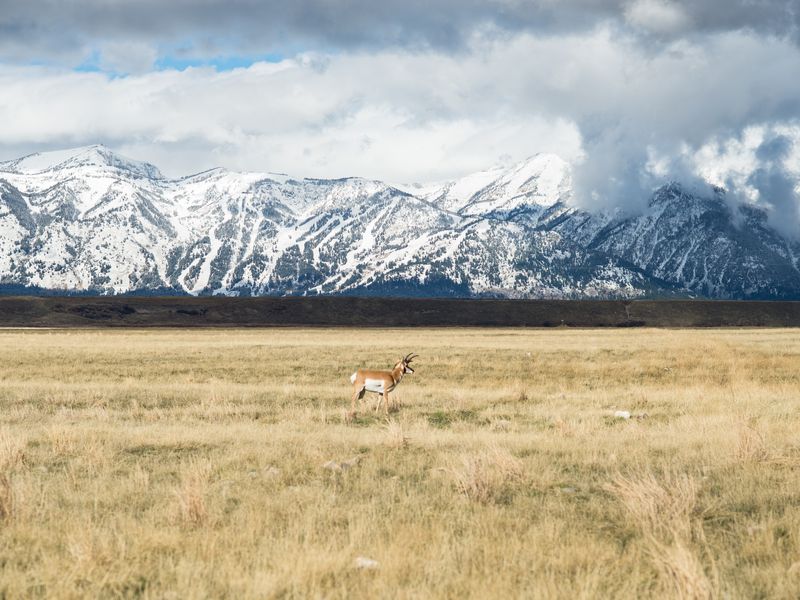 National Elk Refuge, Wyoming Smithsonian Photo Contest Smithsonian