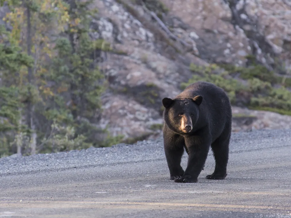 Bear walking down a road