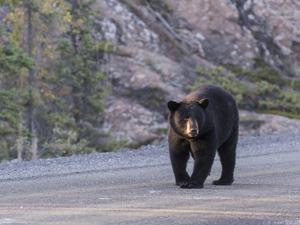 Bear walking down a road