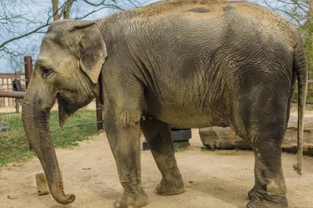 Asian elephant standing in a sandy patch at an outdoor zoo exhibit