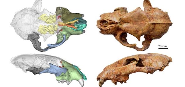biggest cat skull