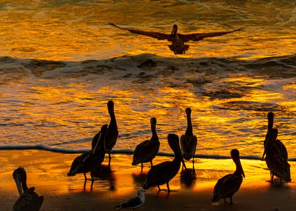 Pelicans gather at Sunset at a Beach on the Central Coast of California thumbnail