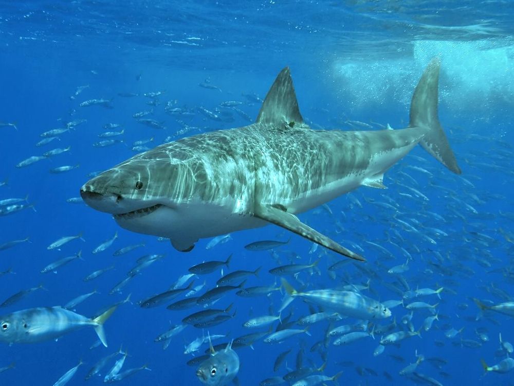 great white shark.jpg