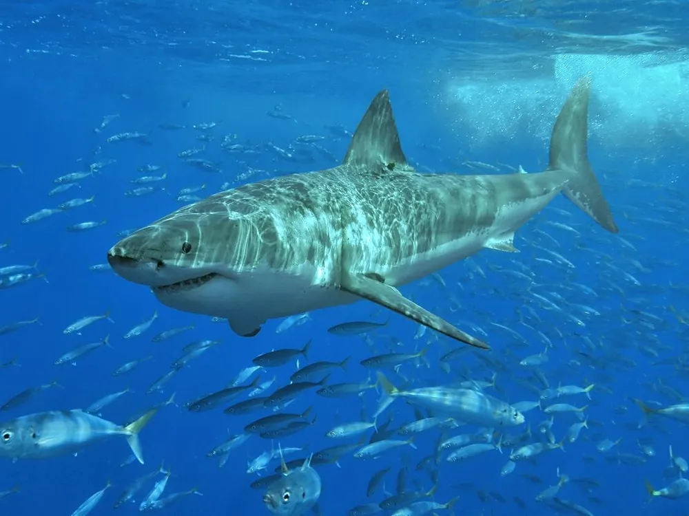 remora fish and great white shark