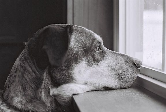 Does he really miss you, or is that a tasty looking squirrel out there?