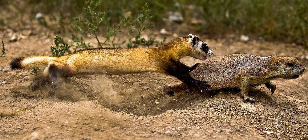 Black footed ferret hunting