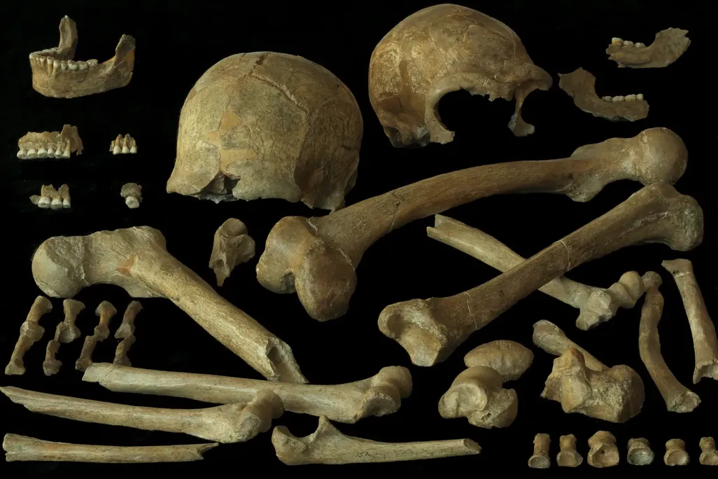 A bunch of different bones against a black backdrop