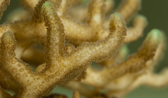 Many organisms like coral — and even people — create their own minerals to perform basic life functions. Geologists can study these biominerals to learn more about Earth. (Donald E. Hurlbert, Smithsonian)