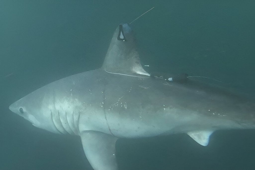 Porbeagle Shark