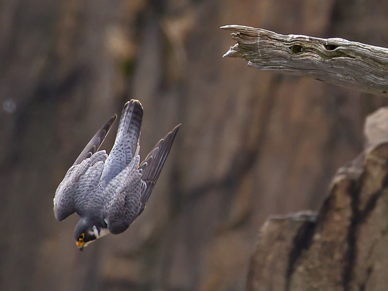 Peregrine Falcon Diving Smithsonian Photo Contest Smithsonian Magazine