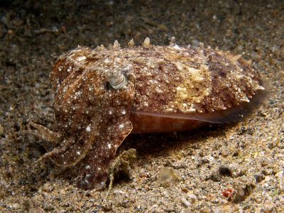 A broadclub cuttlefish, the second largest cuttlefish species, blends into the ocean floor.