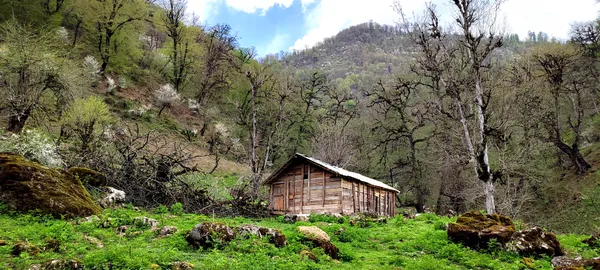 forest house thumbnail