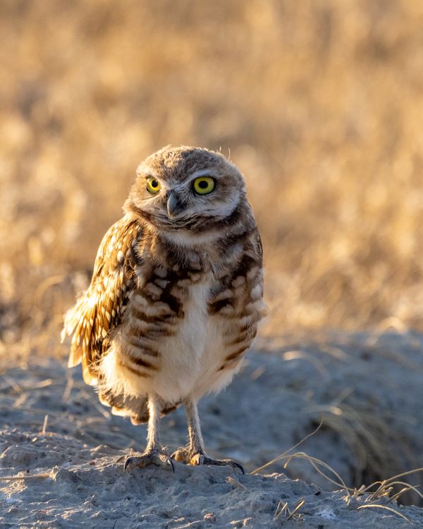 A Burrowing Owl On The Lookout thumbnail