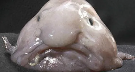 Poor sad blobfish, voted the world’s ugliest animal.