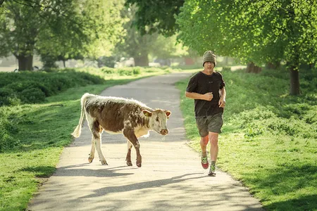 A jogger passing a cow