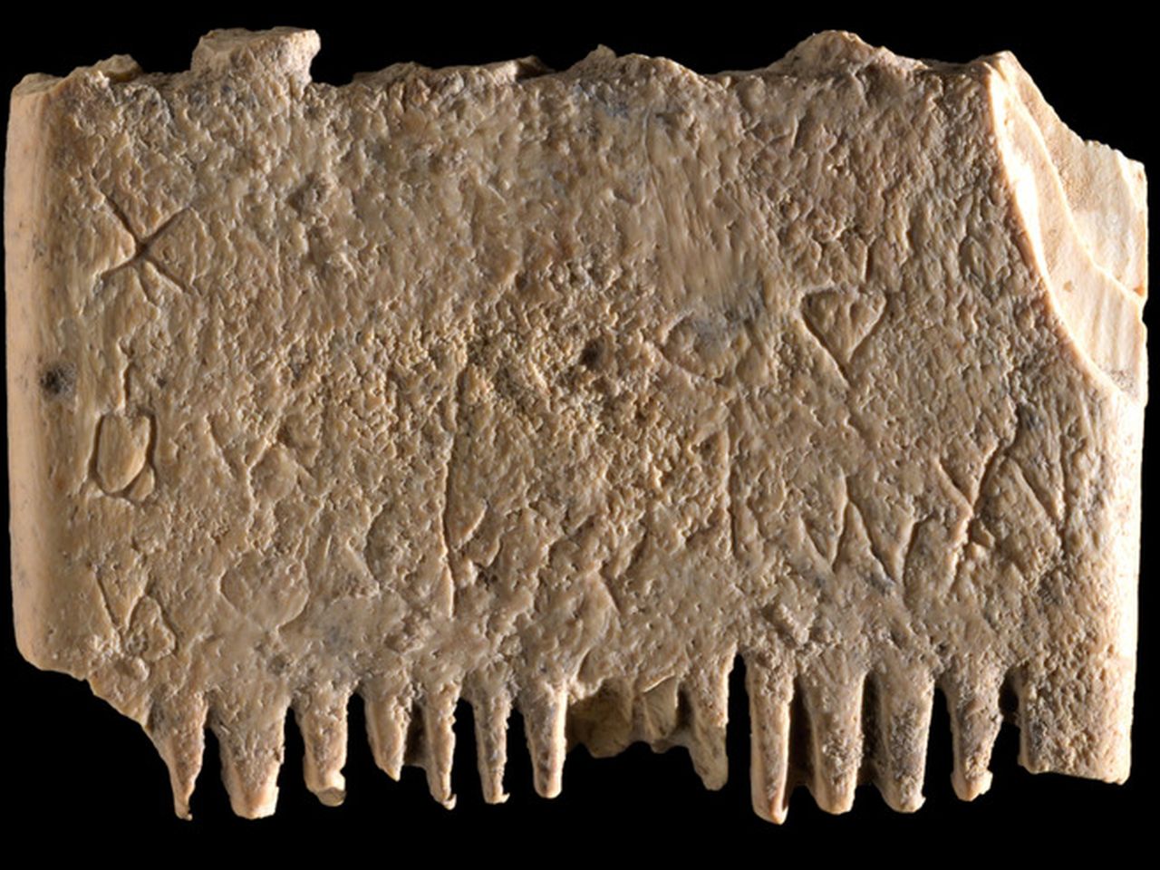 から厳選した low-res_lachish_comb_2jpg.jpg 語学・辞書・学習参考書