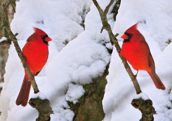 Male Cardinal Composite thumbnail