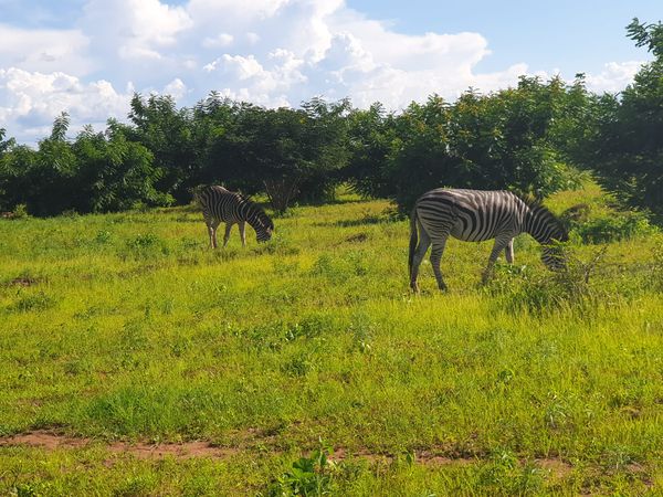 Two Zebras eating at a ranch thumbnail