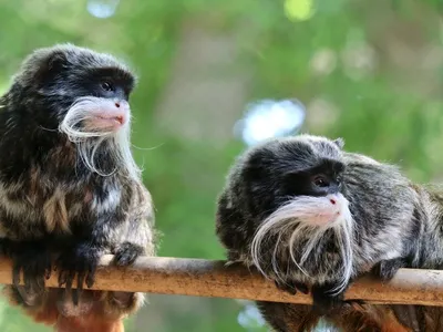 Two&nbsp;emperor tamarin monkeys were stolen from their enclosure at the Dallas Zoo on January 30, 2023.&nbsp;