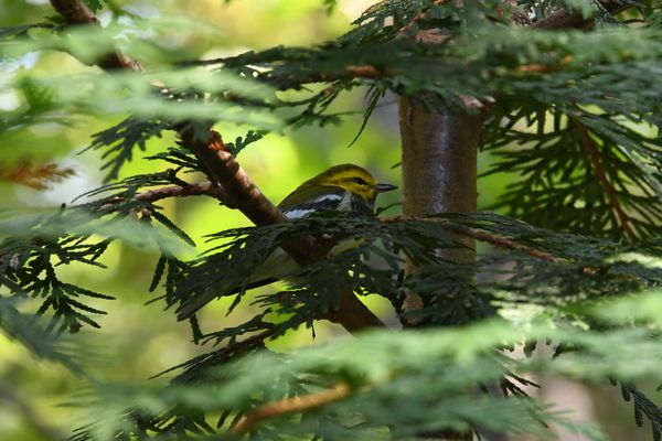 Black-throated Green Warbler thumbnail
