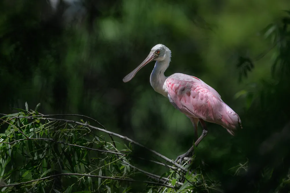 Roseate spoonbills are so beautiful with their pink feathers and their signature bills. Not just a Florida resident anymore, these birds are spending the summers further north now. Photographed near Brunswick, Georgia.