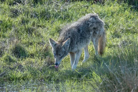 A rare, blue-eyed coyote