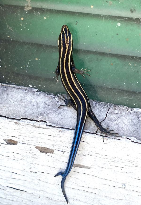 Walking my dog and I saw a blue-tailed skink climbing a window. thumbnail