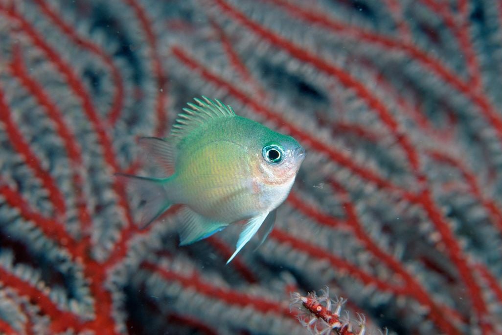 Reef fish
