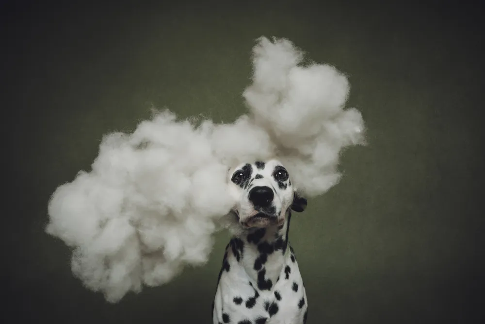 "Head in the Clouds"
