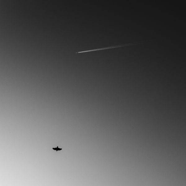 A chasing bird thumbnail