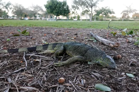 A stunned iguana lying on the ground during a cold snap in Florida on January 22, 2020. When temperatures dropped into the 30s and 40s, some of these cold blooded lizards lost their grip and fell from their nighttime perches up in the trees. 
