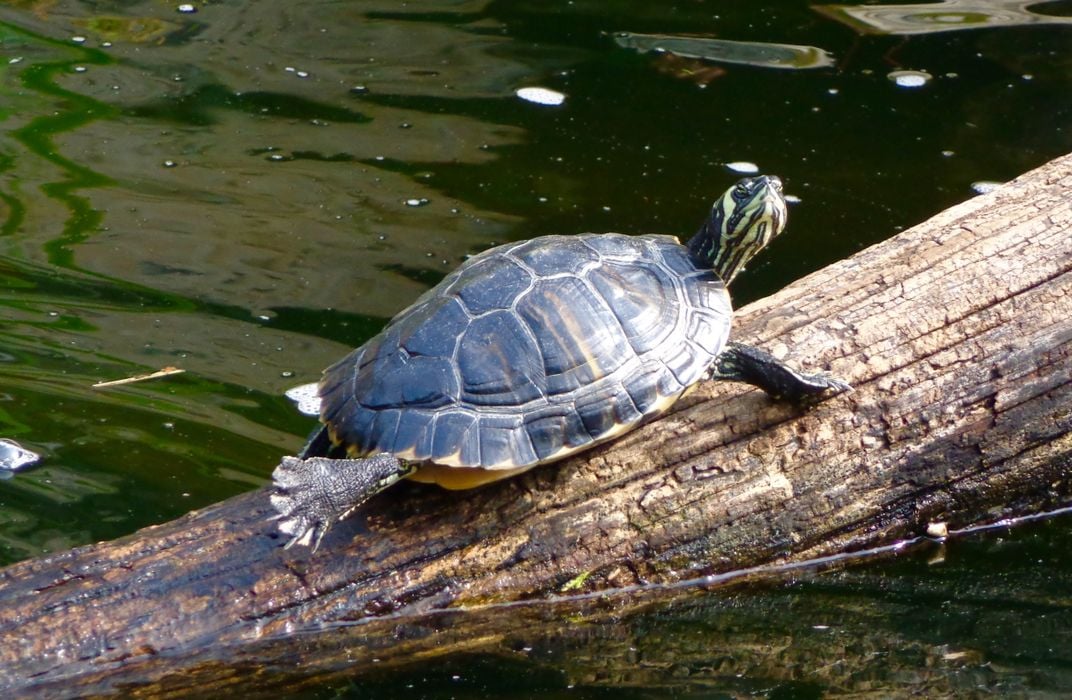 Turtle stretching | Smithsonian Photo Contest | Smithsonian Magazine