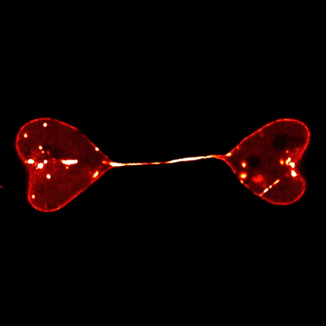 An image of two cells seperating. The semi-seperated cells are red and are forming a heart-to-heart shape