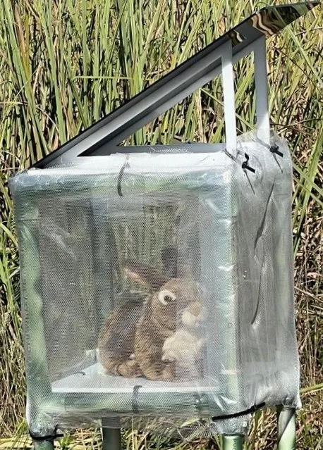 Furry rabbit inside a small transparent box