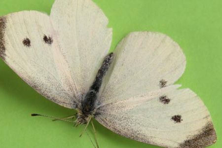 A study shows that cabbage white butterflies with their hindwings removed could fly as far and as high as before.