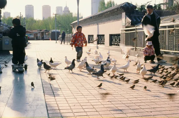 Hello! Mr.Pigeon thumbnail