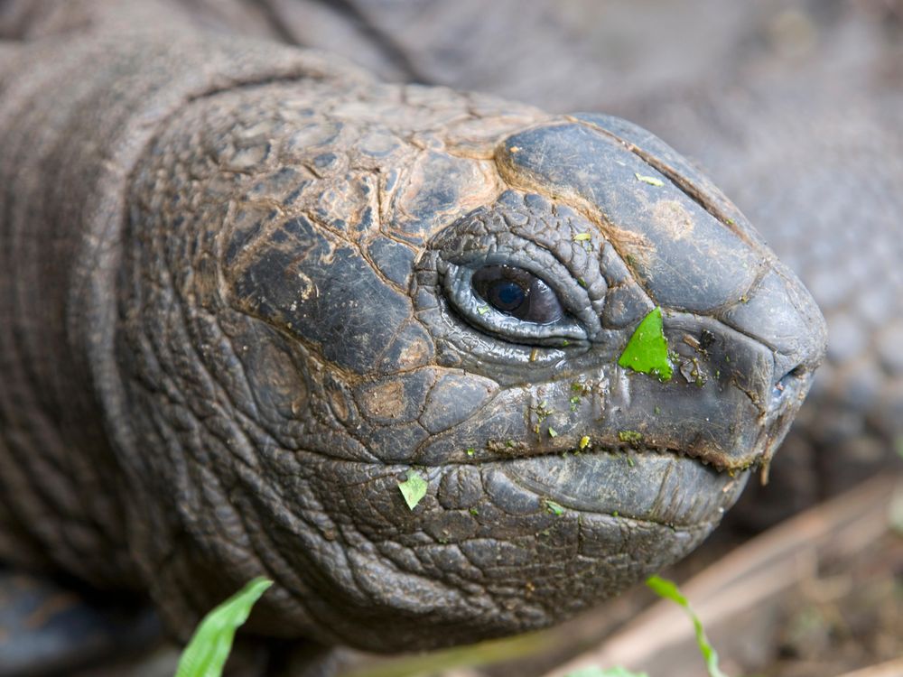 Giant Tortoise