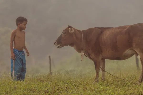 Misty Companions thumbnail