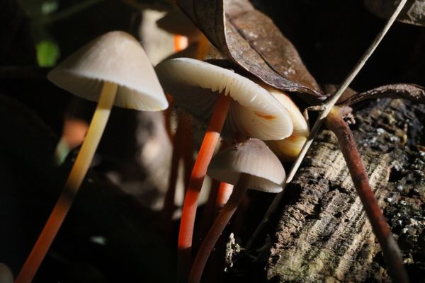 Clustered bonnet mushrooms in South Oxfordshire, UK thumbnail
