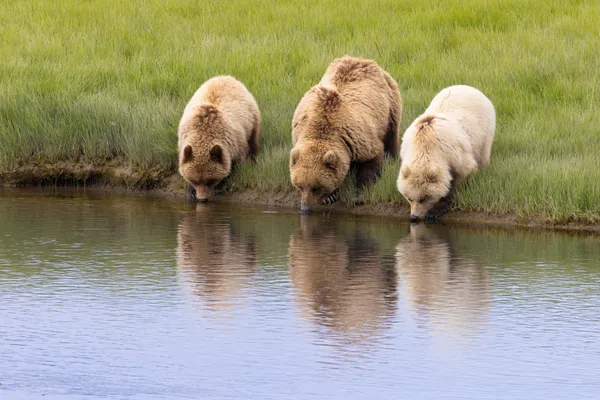 Family Outing thumbnail