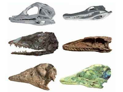 Archosaur skull changes (juveniles on the left, adults on the right). While there was a significant amount of change between the juvenile and adult skulls of alligators (top) and the non-avian dinosaur Coelophysis (middle), there was little change between the juvenile and adult skulls of early birds such as Archaeopteryx (bottom) and their closest dinosaur relatives.