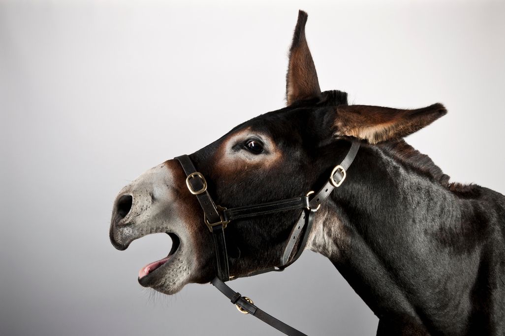 Donkey