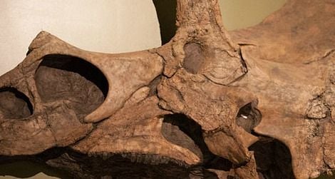 The reconstructed skull of Eotriceratops