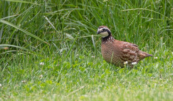 A brown and white quail stands in a grassy field in front of taller grasses behind it.