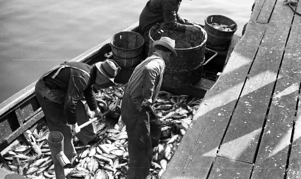Black and white photo of fishermen on a boat wearing waders and hats, shoveling fish on the side of the boat into barrels.