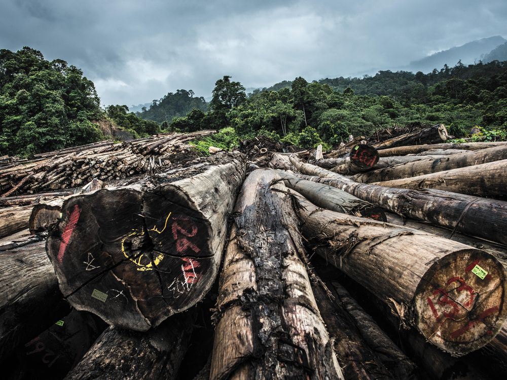 In Borneo’s Ruined Forests, Nomads Have Nowhere to Go